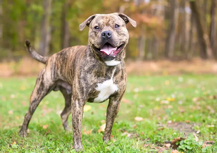 a photo of a brindle pit bull looking happy to show that brindle pit bulls are not more aggressive