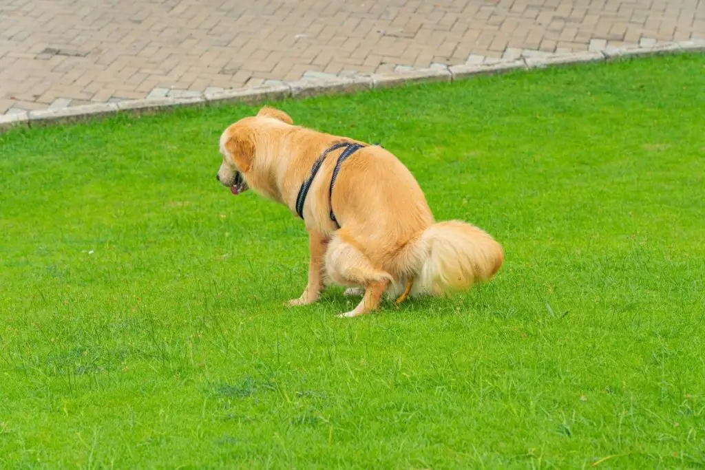 dog pooping in yard to show why is it illegal to let your dog poop in someone's yard 