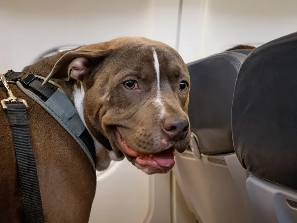 a photo of a pit bull on a plane to answer can pit bulls fly on planes