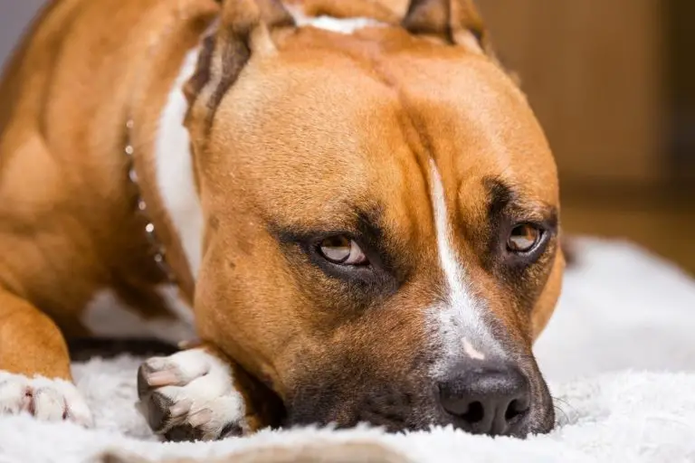 Do Pitbulls Get Jealous? 6 Signs To Watch Out For & Solutions! 