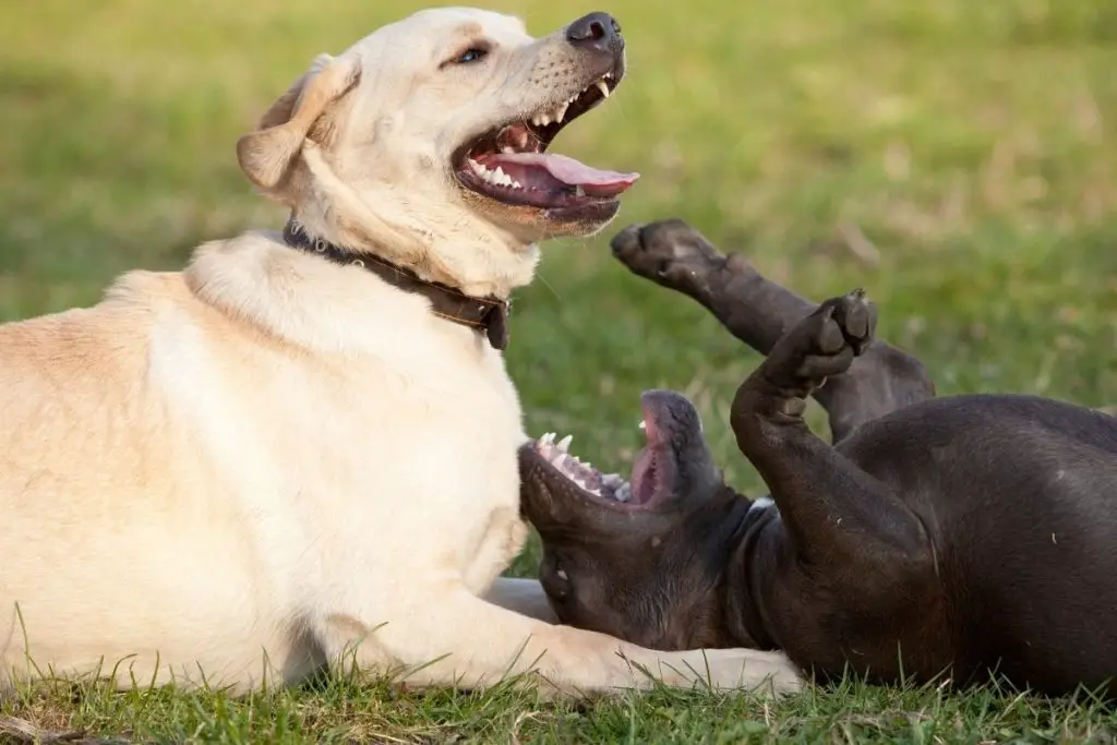 Labrador Retriever and Pit Bull to answer can pit bulls live with other dogs
