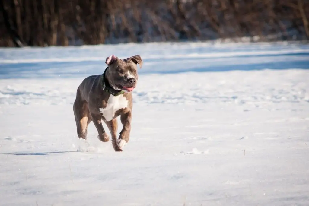 a photo of a pitbull in the snow to show what pitbull need a winter coat