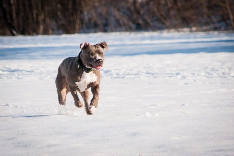 Does My Pitbull Need A Winter Coat or Sweater? The 5 Best Coats to Keep Your Pitbull Warm