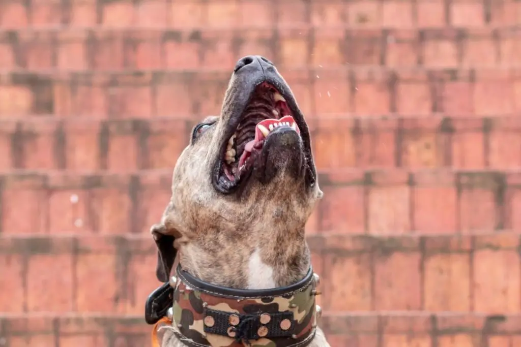 pitbull howling to show how do pitbulls howl 
