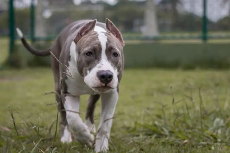 Are Pitbulls Good Hunting Dogs? Here’s How to Train Them…