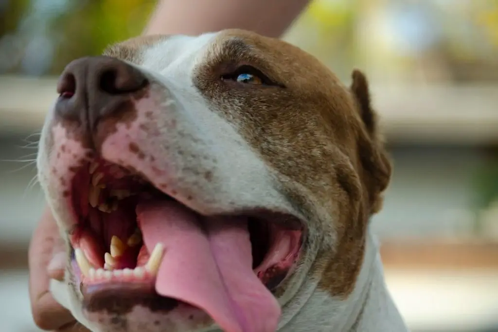pitbull panting to answer why is your pitbull breathing heavy 