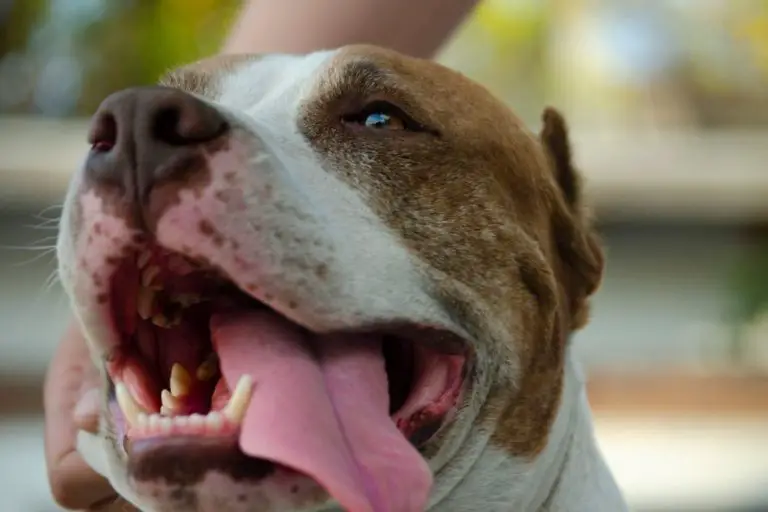 Why Is Your Pitbull Breathing Heavy? The Main Causes and Treatment