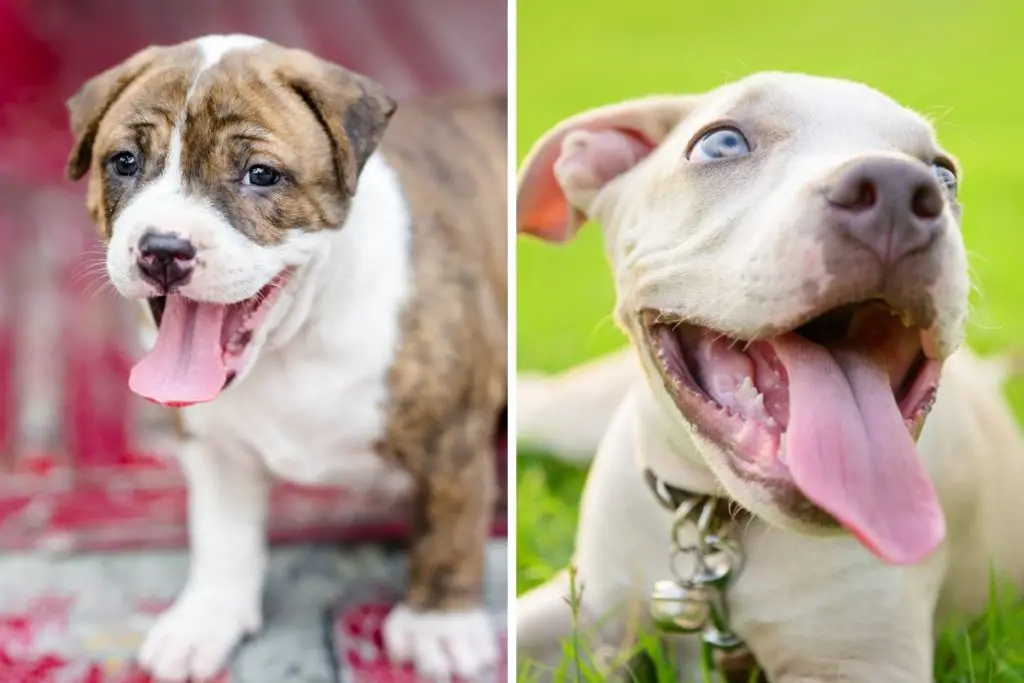 two pitbull puppies to show do pitbull puppies' coat change color as they grow