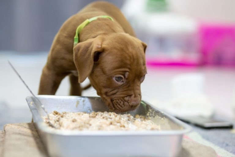 When and How To Switch Your Pitbull From Puppy Food To Adult Food 