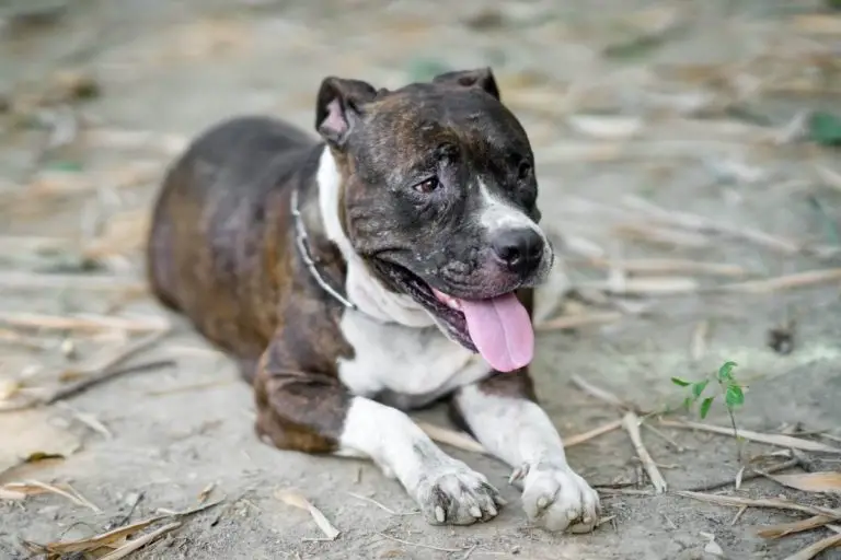 Can Pit Bulls Live Outside? How to Safely Keep Your Pittie Outside