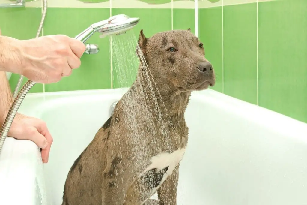 a photo of a pitbull in bathtub to answer how often should you wash your pitbull