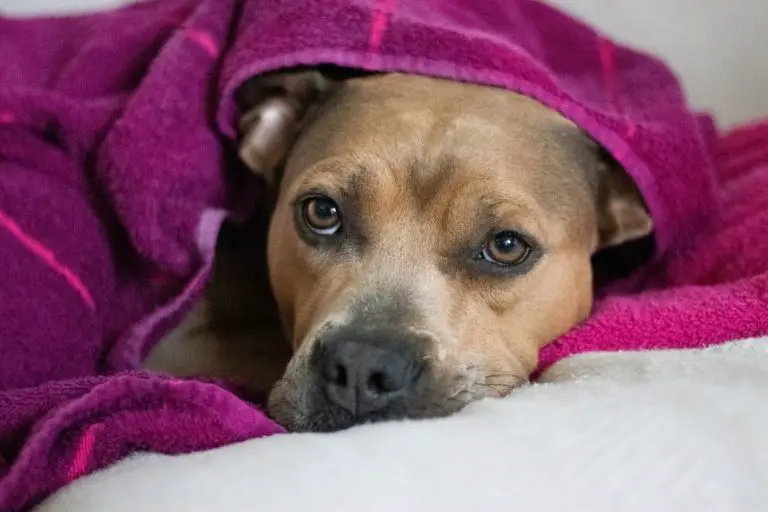 Why Does My Pitbull Have Dry Skin? 6 Reasons and Solutions