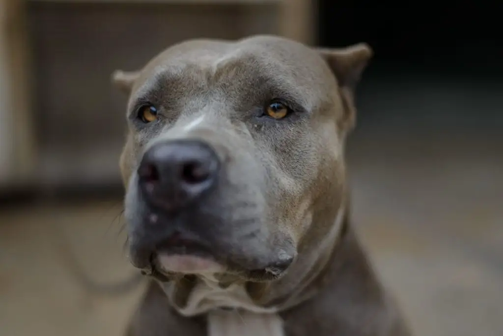 pitbull portrait close up to show how does neutering a pitbull calm them down