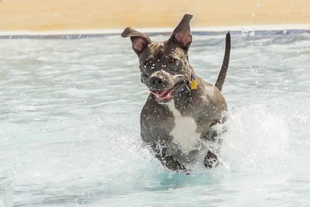 pitbull excited in water to show why do pitbulls get zoomies 