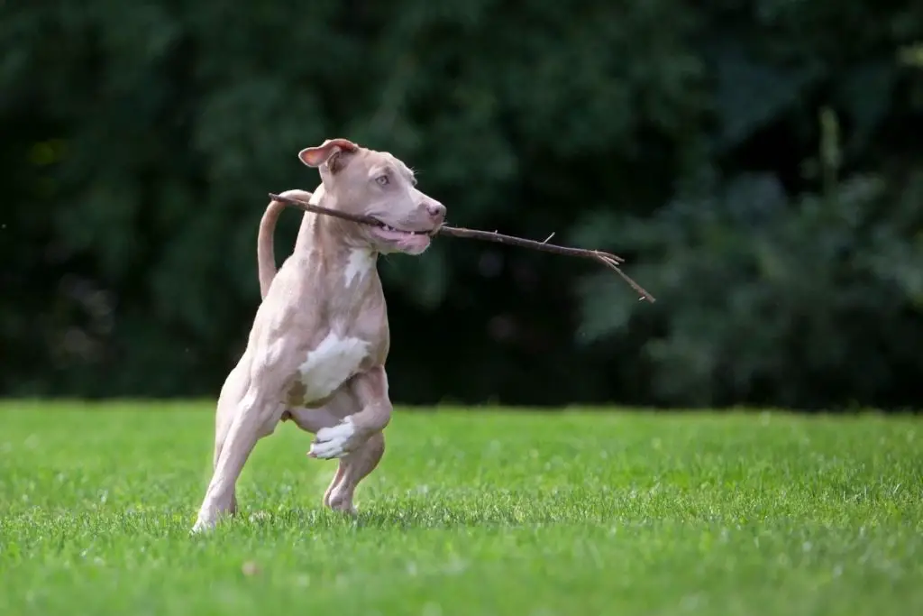 Pitbull puppy running with stick to show when do Pitbulls calm down 