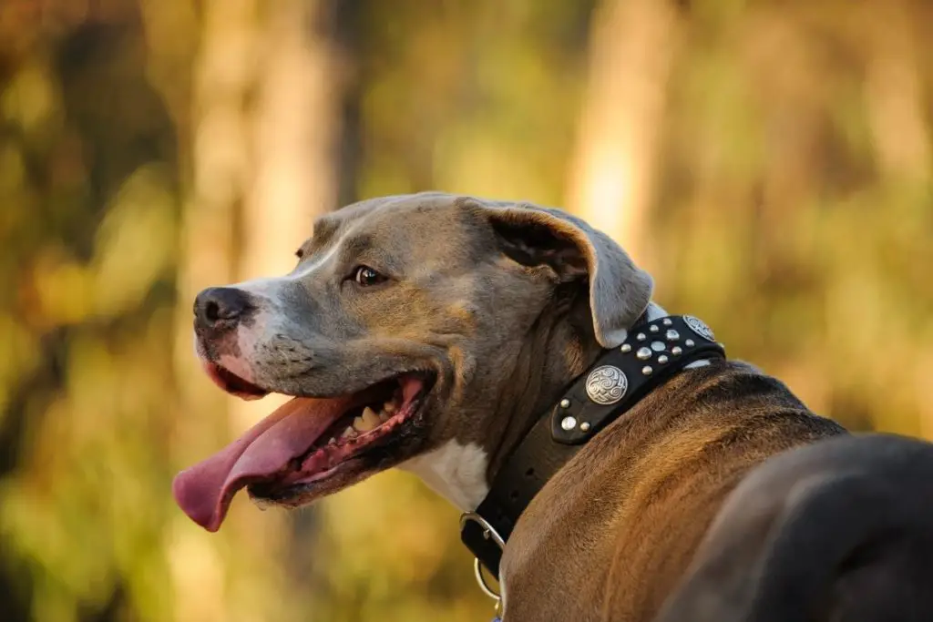 pitbull smiling to answer are Pitbulls good for first-time owners