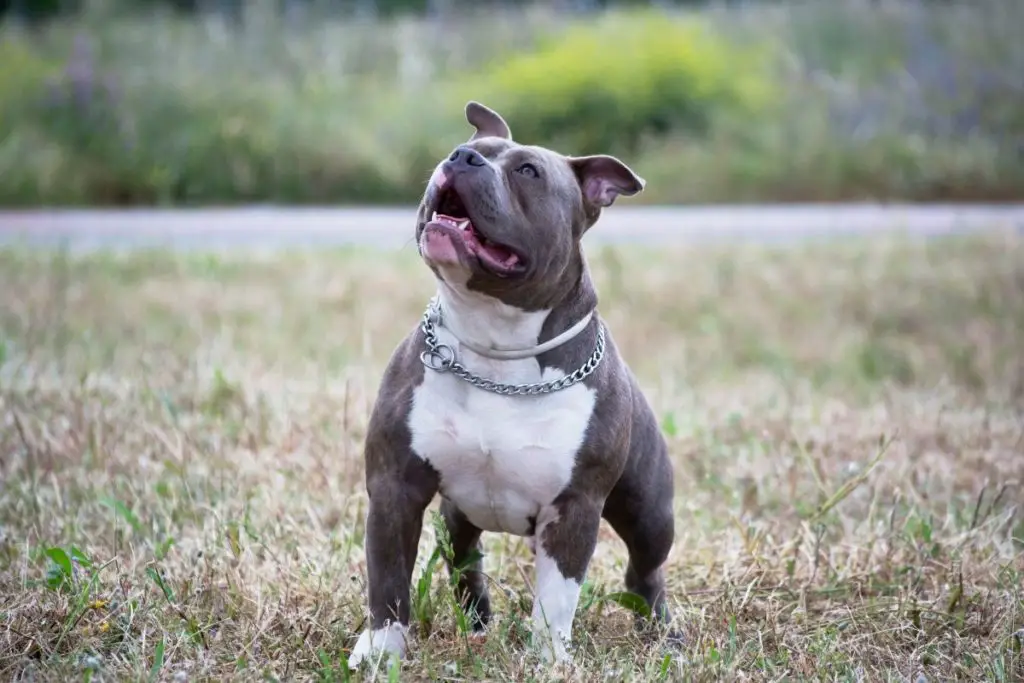 Black and white Pitbull to answer do all pitbulls have a white chest 