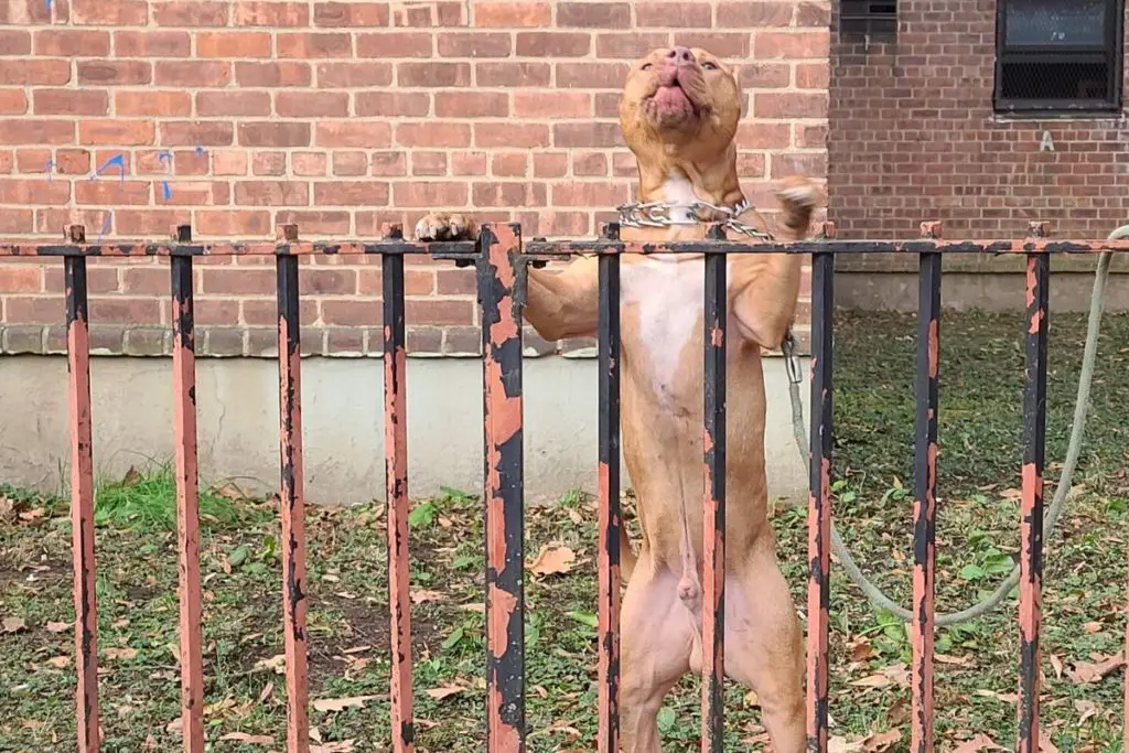 a pitbull barking behind a fence to show how can a pitbull be a guard dog