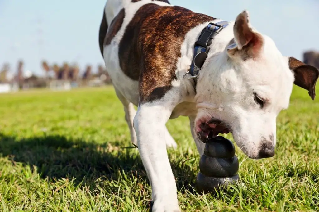 Pitbull grabbing chew toy to show why are pitbulls high energy 