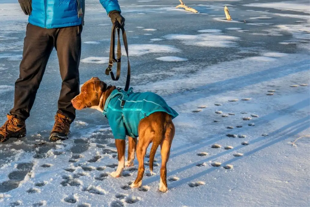 a photo of a pit bull in the snow to show how cold is too cold for pit bulls