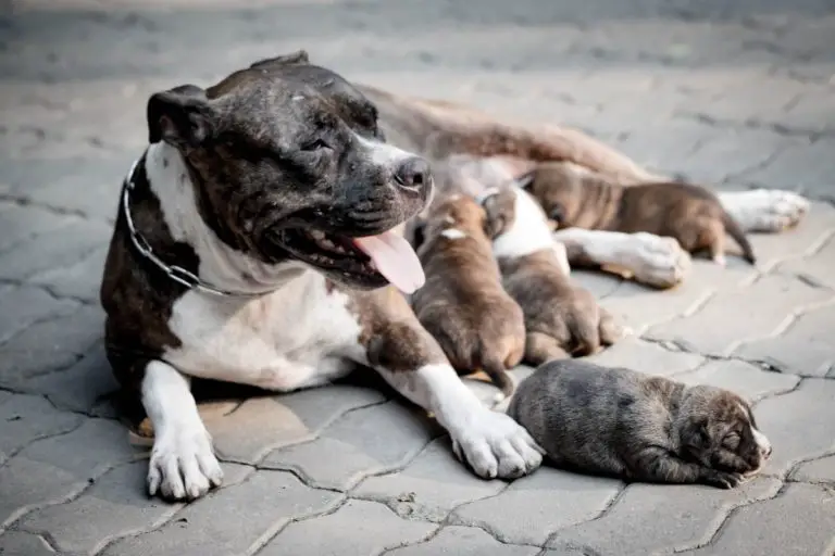Why Are Your Pitbull’s Nails Turning Black? 7 Causes and Solutions