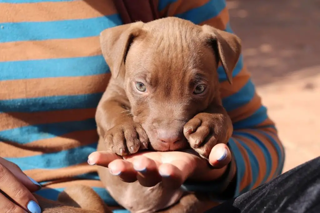 Pitbull puppy in owner hands to show how do pitbulls imprint 