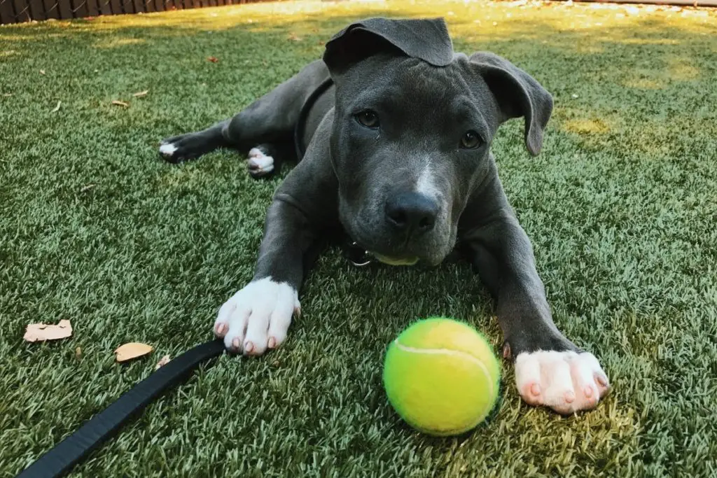 pitbull puppy with tennis ball to answer can pitbulls be fluffy