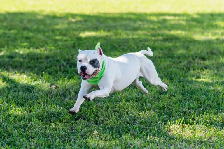 Why Do Pitbulls Get Zoomies? [And How to Calm Them Down]