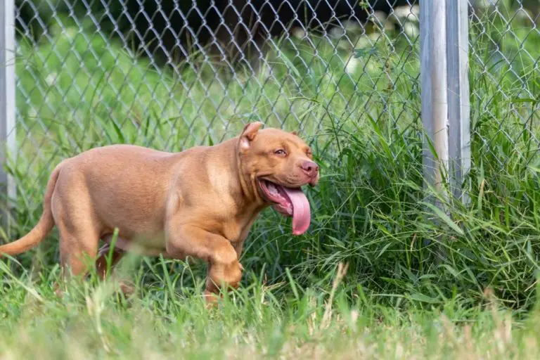 Can a Pitbull Be a Guard Dog?  4 Traits That Make Pit Bulls Good Guard Dogs and