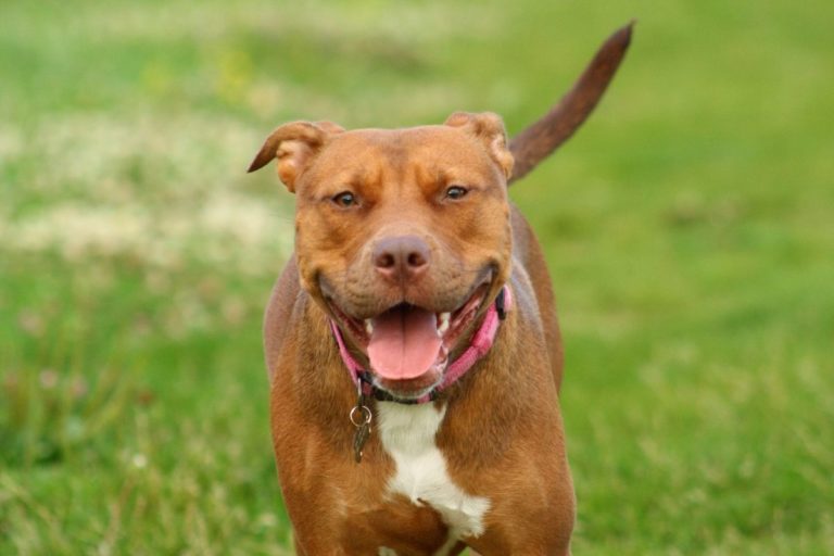 Why Is Your Pitbull Limping? 3 Main Causes and How to Treat Them 