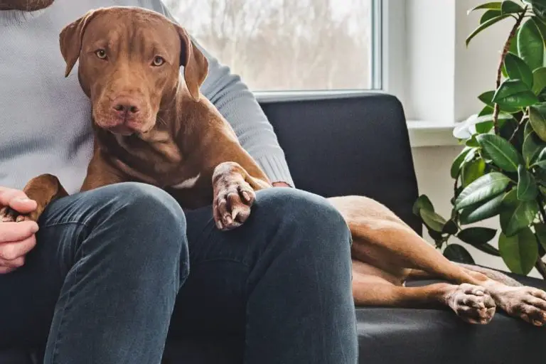 Are Pitbulls Good for Apartments? Tips (and Laws!) You Must Know