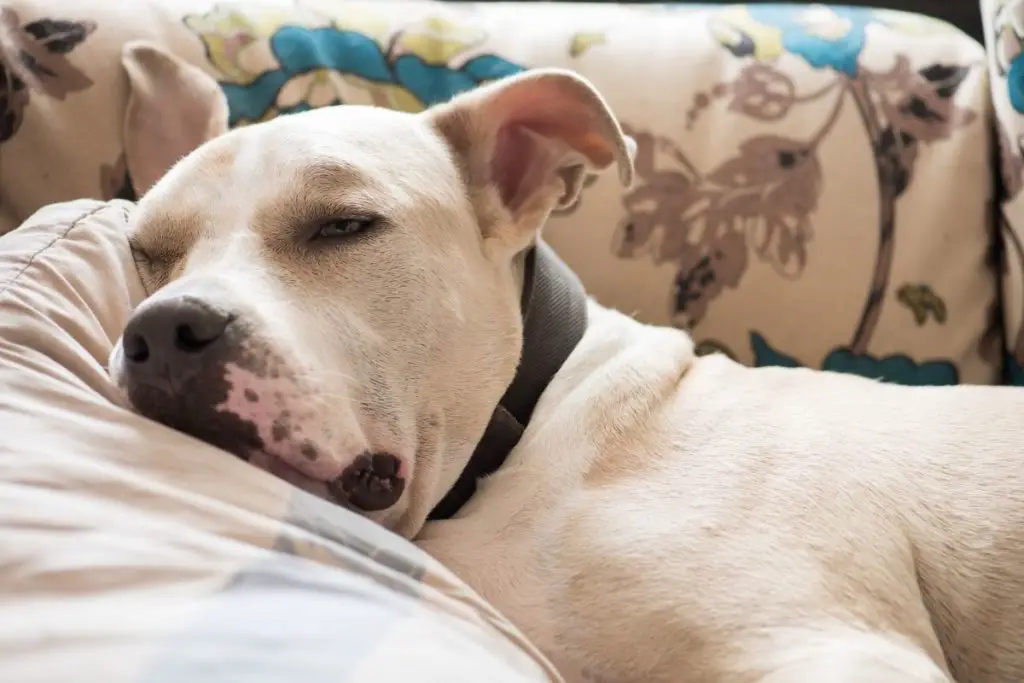 a photo of a pit bull sleeping to show if pit bulls do sleep a lot