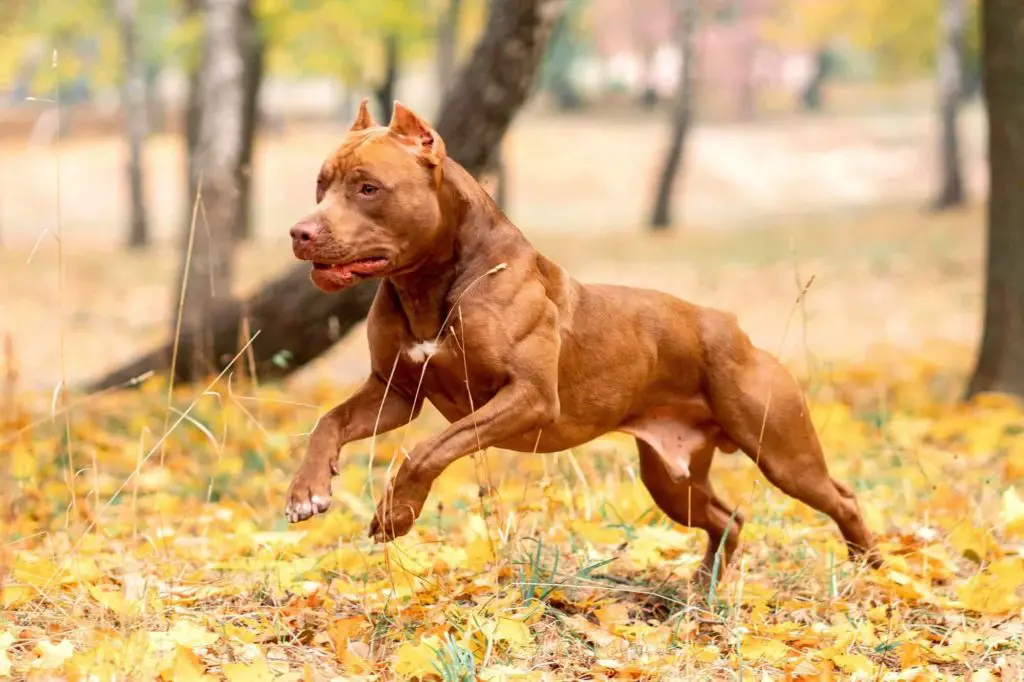a photo of a red nose pit bull to show how much they cost