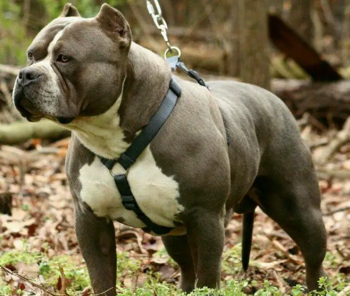 a photo of a muscular pit bull to show what the razor edge pit bull looks like