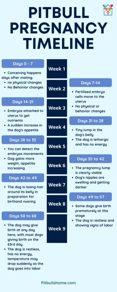 The Pitbull Pregnancy Timeline - Week by Week infographic 