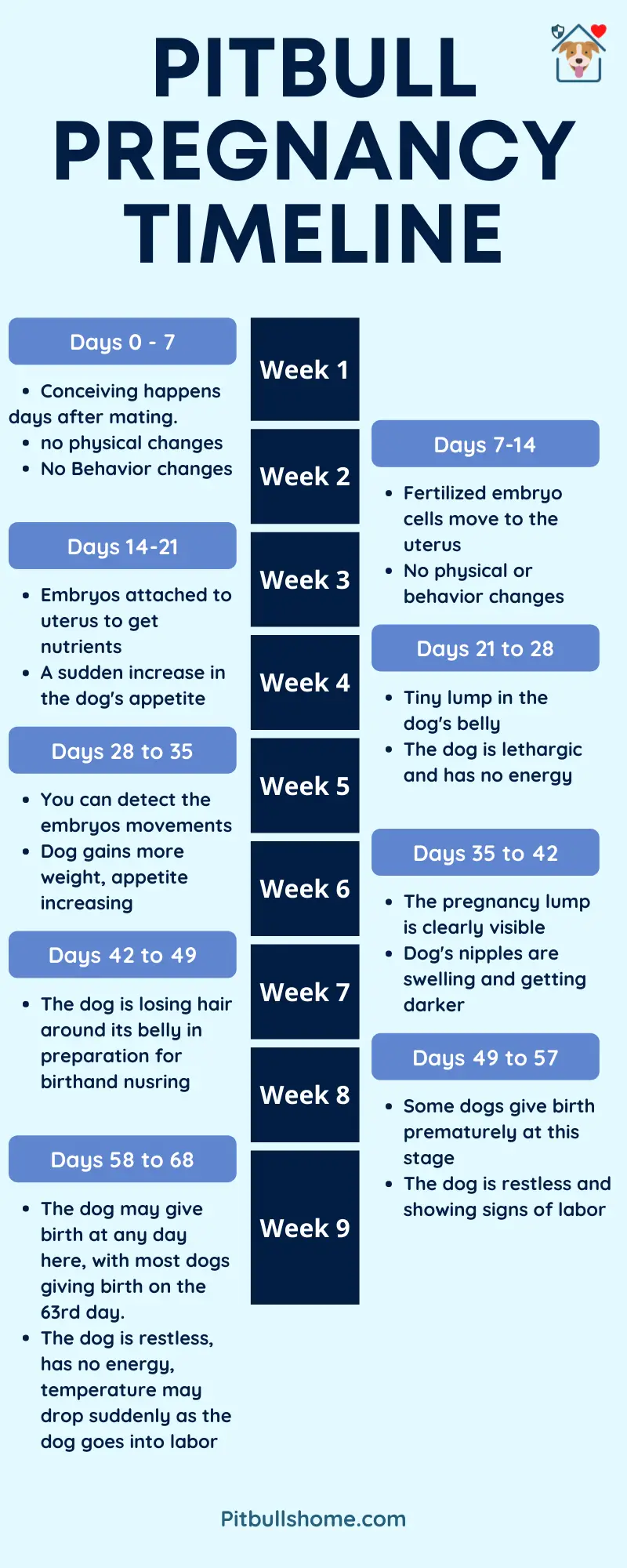 How Long Are Pitbulls Pregnant For Pitbull Pregnancy Timeline Weekly