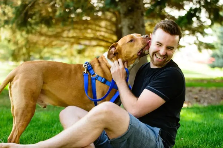 Why Do Pitbulls Lick So Much? 6 Reasons Explained