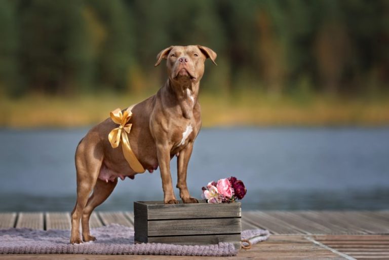 How Long Are Pitbulls Pregnant For? Pitbull Pregnancy Timeline (Weekly)