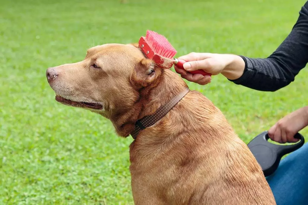 brushing long haired pitbull to answer can pitbulls have long hair