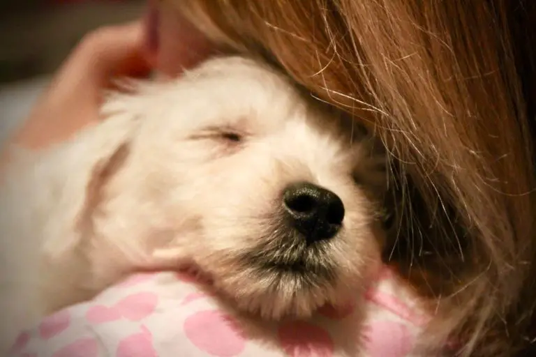 Do Dogs Purr? Here’s Why Your Dog Makes This Sound (with Videos) 