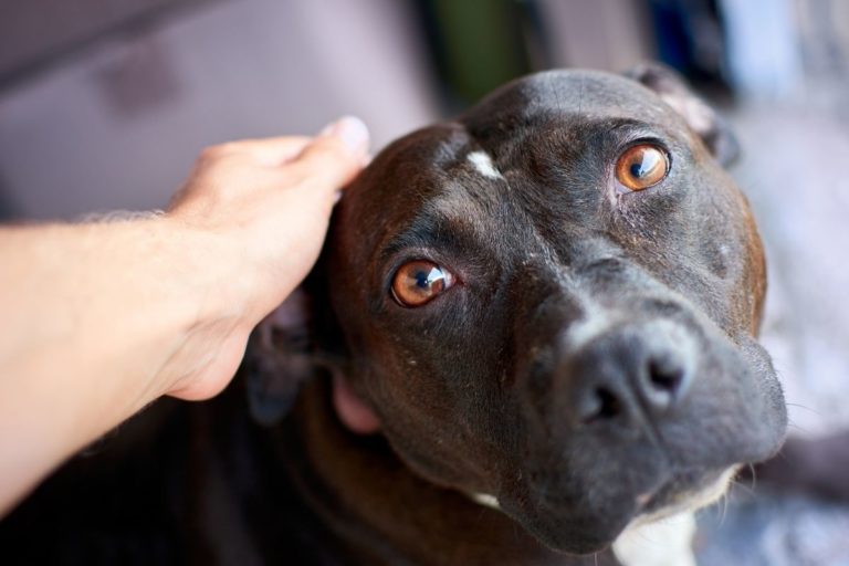 Are Pitbulls Emotional? What the Media Won’t Tell You…