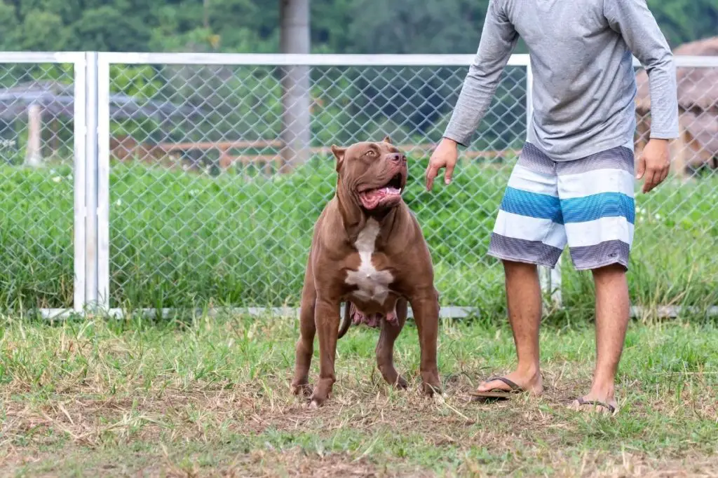 a photo of a pit bull with its owner to show if a pit bull will protect its owner
