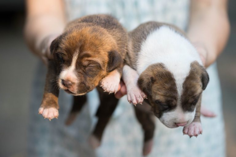 How Much Are Pitbull Puppies?  A Simple Guide to All Pitbull Costs and Expenses