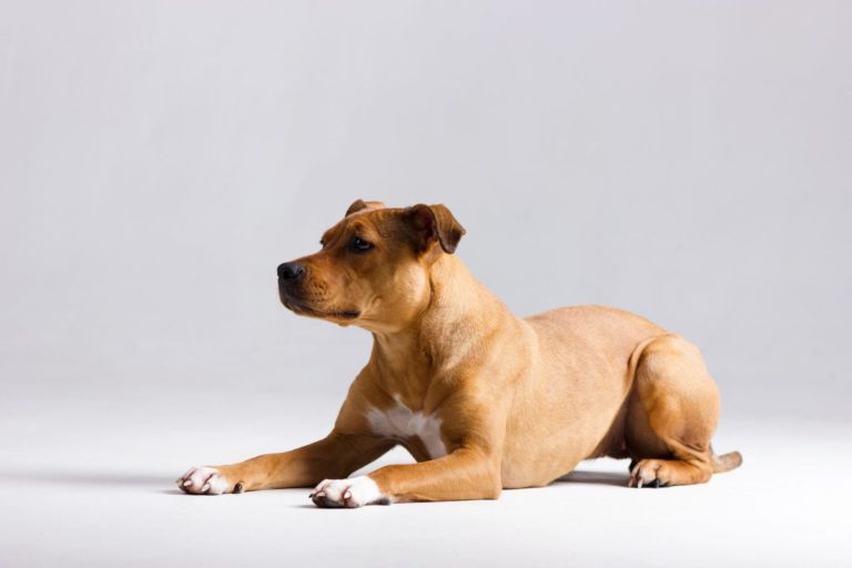 Why Is My Pitbull Shedding So Much? 10 Reasons and Solutions 