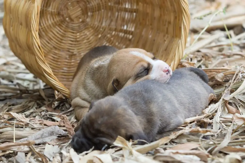 Pitbull puppies sleeping to explain how many puppies can a pitbull have 