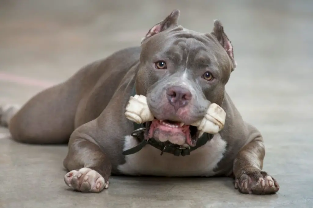strong pitbull with a chew toy to answer why are Pitbulls so strong 