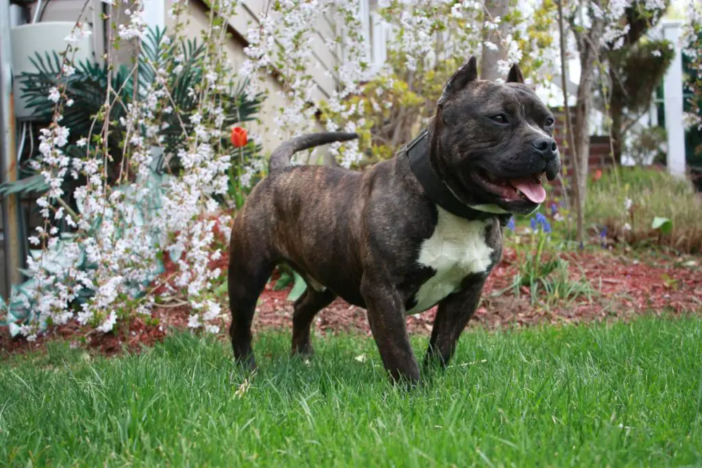 American bully on grass to answer can an american bully be vegetarian 