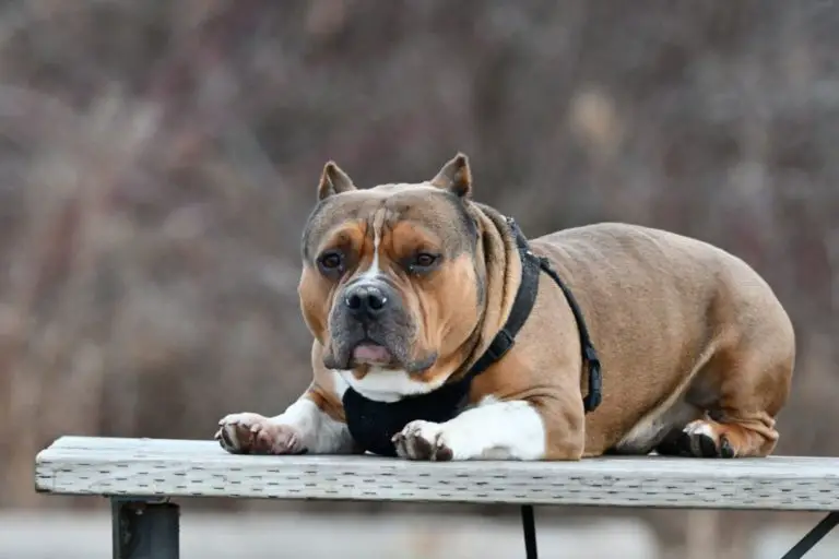 Can An American Bully Be A Service Dog? The Truth No One Says