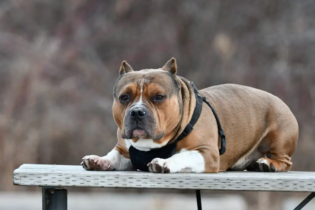 a bully on a bench to show how can an American bully be a service dog
