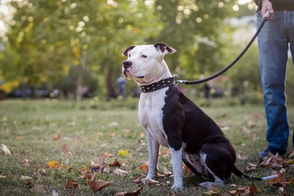 a photo of a pit bull on a leash to show the best leashes for pit bulls